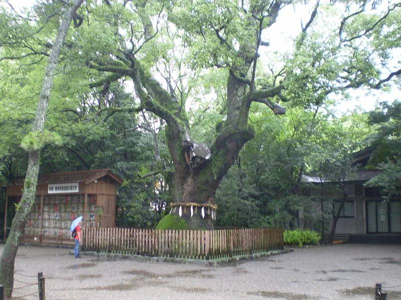 Ancient camphor tree (kusunoki) at Atsuta Shrine, Nagoya, Japan