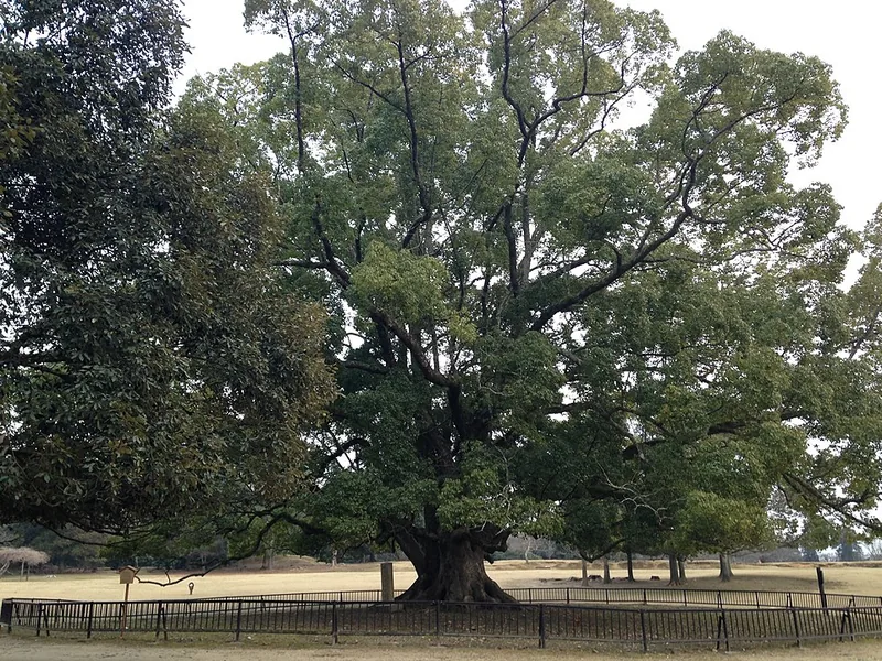 Great camphor tree in Nara Park, Japan