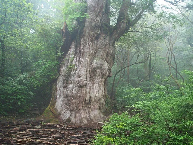 Jōmon Sugi ancient cedar, Yakushima, Japan