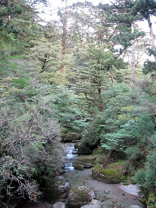Mononoke Forest, Shiratani Unsuikyo gorge, Yakushima, Japan