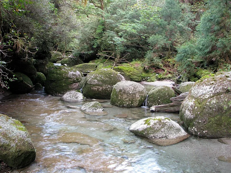 Mononoke Forest canopy, Shiratani Unsuikyo, Yakushima, Japan