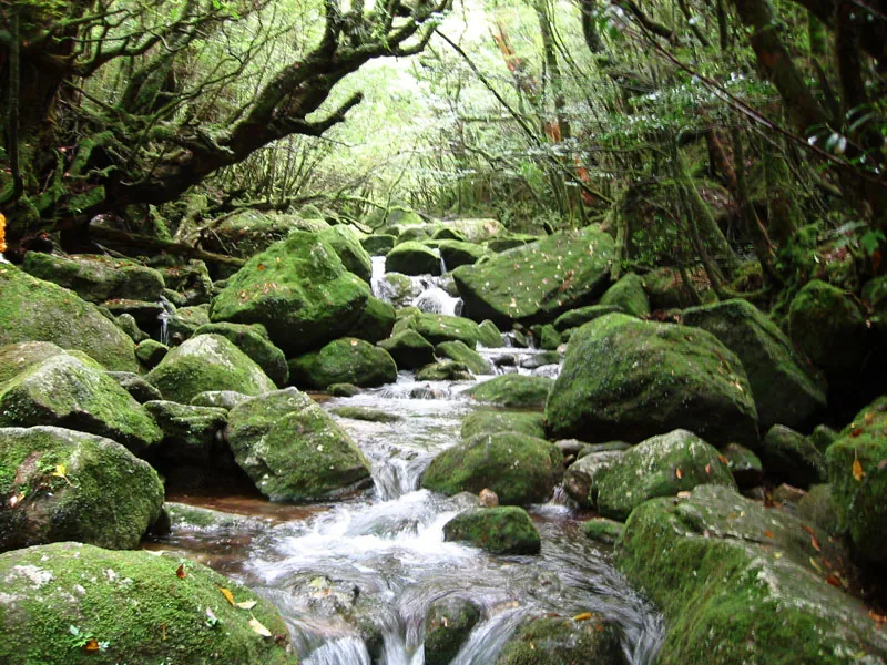 Shiratani Unsuikyo gorge, Yakushima island, Japan